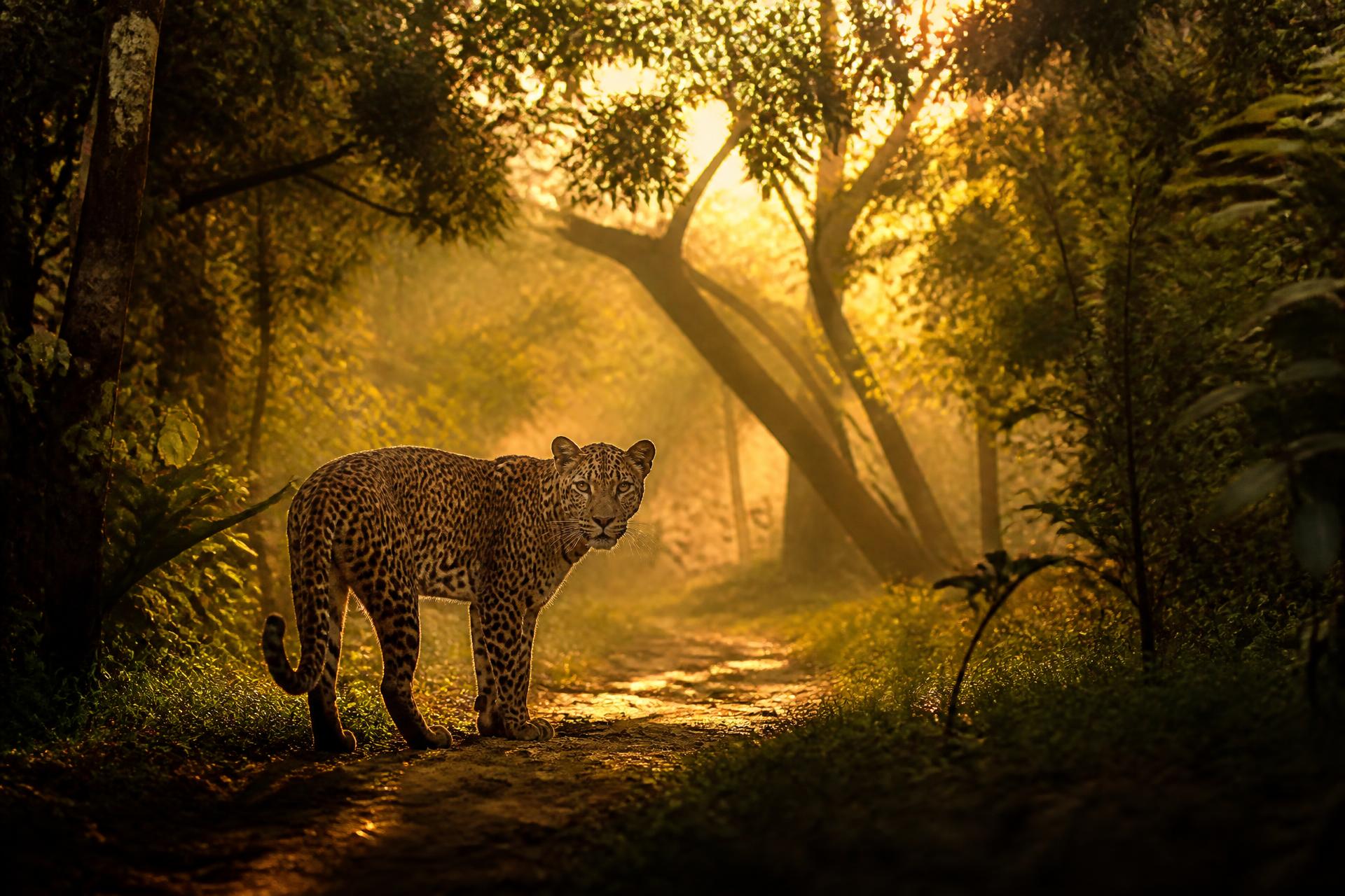 Sri Lankan leopard at golden hour in Wilpattu National Park